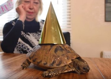 Старейшей черепахе Великобритании исполнилось 121 год