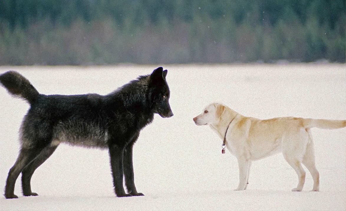 Черный волк и лабрадор